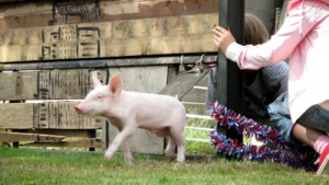 Rennschwein Rudi Rüssel